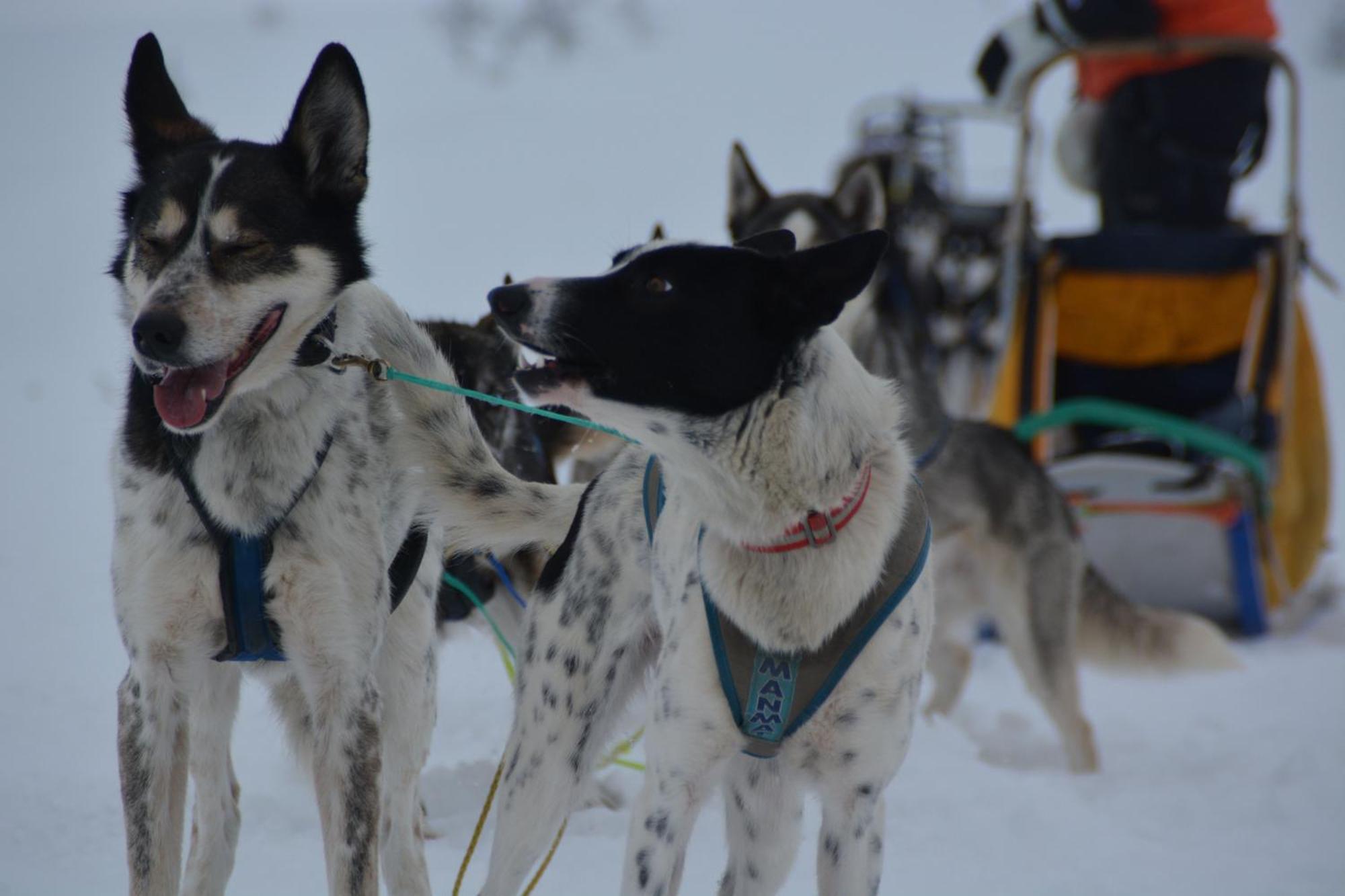 Spidsbergseter Resort Rondane Venabygd Dış mekan fotoğraf