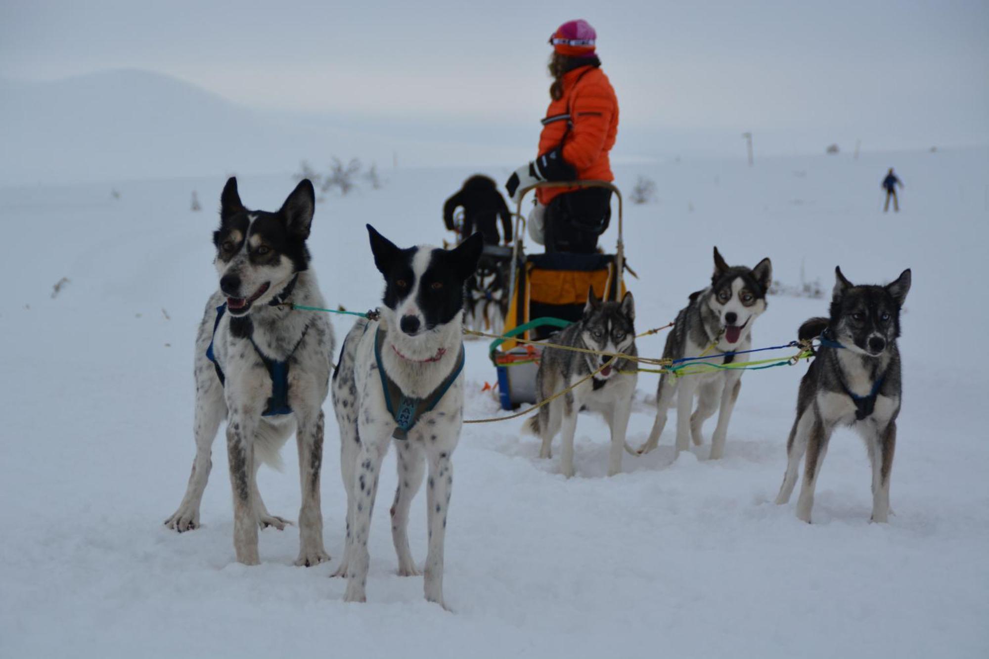 Spidsbergseter Resort Rondane Venabygd Dış mekan fotoğraf